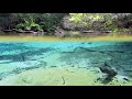 Rio Sucuri - Vídeo Site