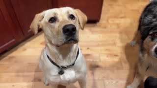 A Wilder View: Why dogs have eyebrows and wolves don’t