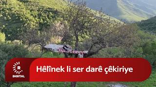Wekî Hêlîna Çûkan E Lê Mirovekî Ji Bo Mêşên Hingiv Çêkiriye