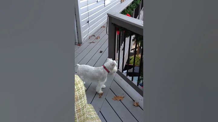 Barking at Daddy