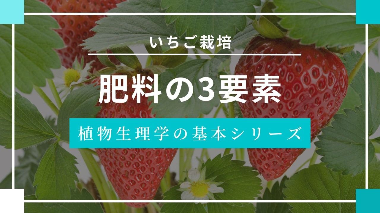 苺農家さん向け　今さら聞けない苺農栽培に役立つ植物生理の基礎シリーズ【肥料の3要素】