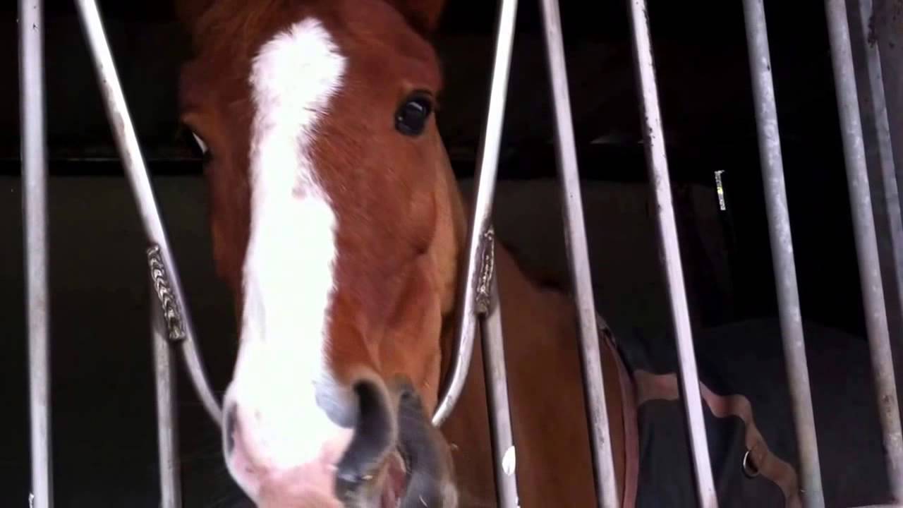 Pony's van Manege de treekhoeve in Leusden