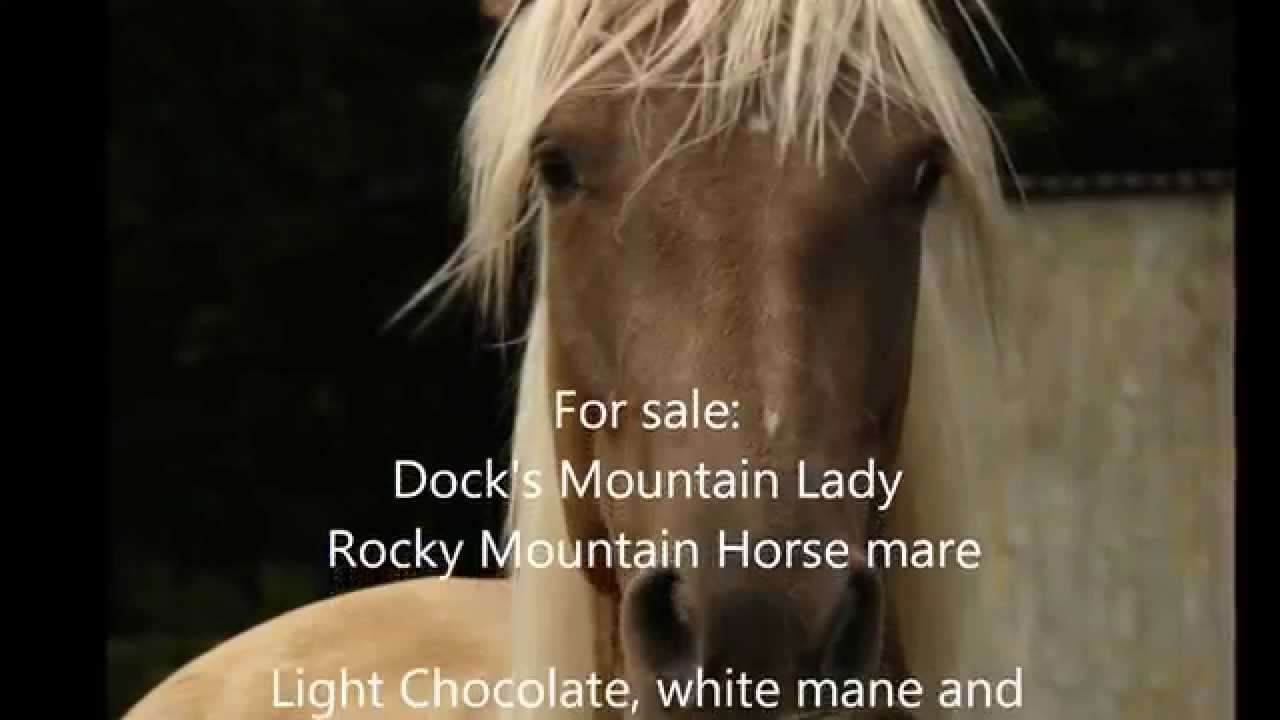 For sale Dock's Mountain Lady Rocky Mountain Horse mare YouTube