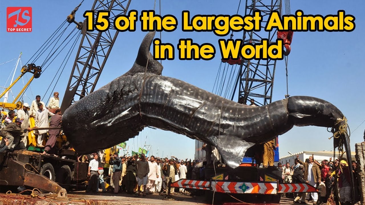 15 of the Largest Animals in the World | Top Secrets | Largest Animals |  World Top Secret | Top 10 - YouTube