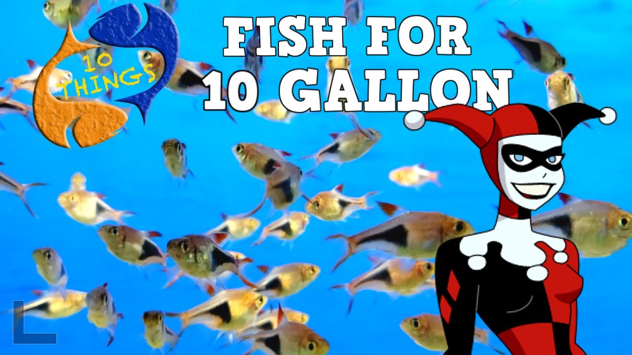 14 Gallon Tank How Many Fish