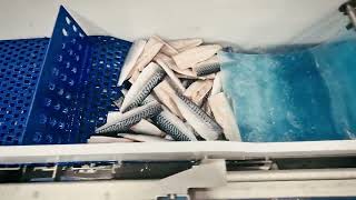 Production of Mackerel fillets (value added products)