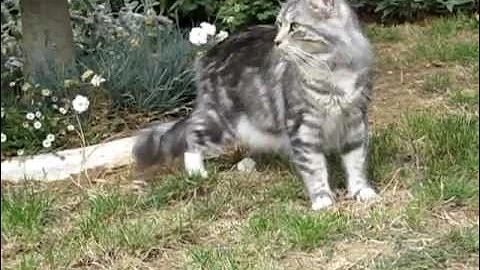 Watch the video about 3 maine coons dans le jardin