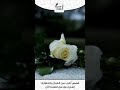 الجزء 2 قصة الرجل الذي لم يقل آسف قصص ماوراءيات قصص عربية رعب قصة اكسبلور العبري قصص الجزء 2 قصة الرجل الذي لم يقل آسف قصص ماوراءيات قصص عربية رعب قصة اكسبلور العبري قصص