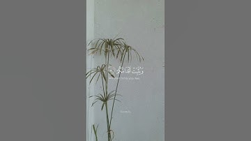 سورة محمد #quran #اكسبلور #هزاع_البلوشي #قرآن