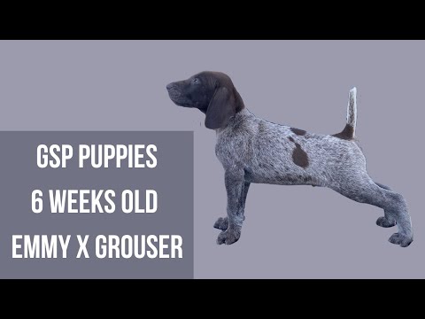 Willow Creek Kennels Dog Training & German Shorthaired Pointers