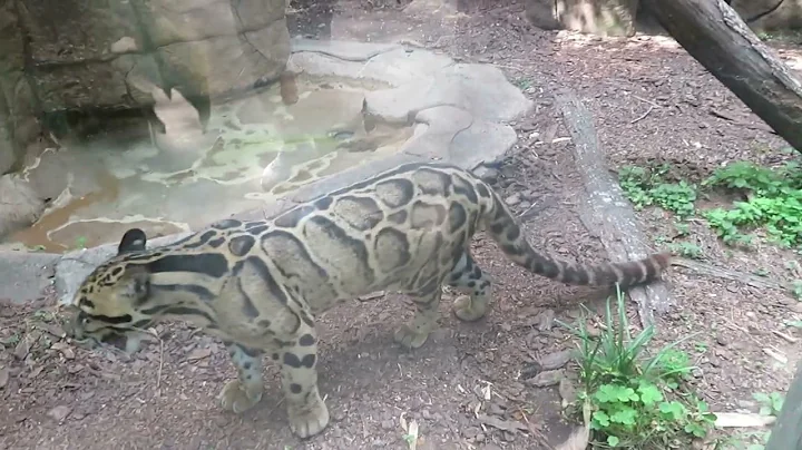 Ellen Trout Zoo Full Tour 2022