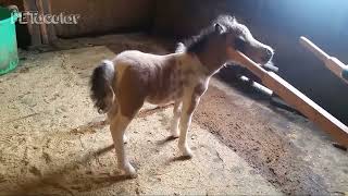 Funny Miniature Horses by PETacular 12,341 views 2 years ago 2 minutes, 59 seconds