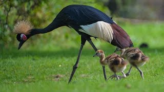Grey crowned crane with their babies