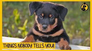 5 Things NOBODY Tells You About Owning a Rottweiler