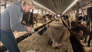 Treating a fresh cow for milk fever, life of a dairy farmer…