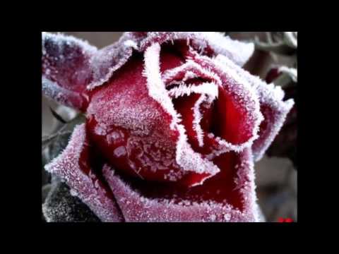 Video: Uzziniet par dažādiem aisberga rožu veidiem