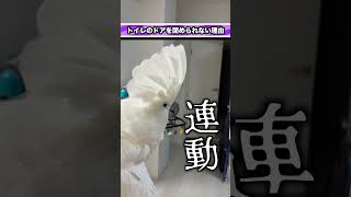 「トイレのドア開けたまま？」多かった疑問に答えます #shorts