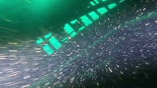 Straits of Mackinaw Dive 1, Eber Ward. 9/12/25