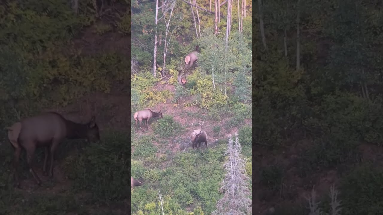 A young elk with Awesome Genetics. He's a survivor from 2023 and should be AWESOME in 2025