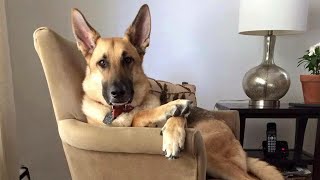 German Shepherds are so funny that you can die of laughter