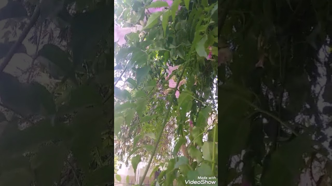 شجرة النيم هل توجد في المغرب Youtube