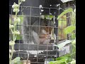 Squirrel visits the garden for lunch