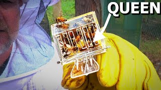 PROTECTING the QUEEN Bee is VITAL! | Beginner Hive Inspection by Self Sufficient Me 28,060 views 5 months ago 19 minutes