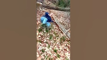 Satisfying moment of logging #satisfying  #asmr  #tree  #oddlysatisfyingvideo  #fypシ