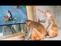 इतने ध्यान से बन्दरों को TV देखते देखा है कभी | Moto Watching TV Funny Reaction | Feeding Monkeys