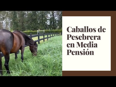 Caballos en Media