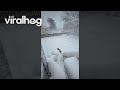 Dog Plows His Own Path During New Jersey Blizzard || ViralHog