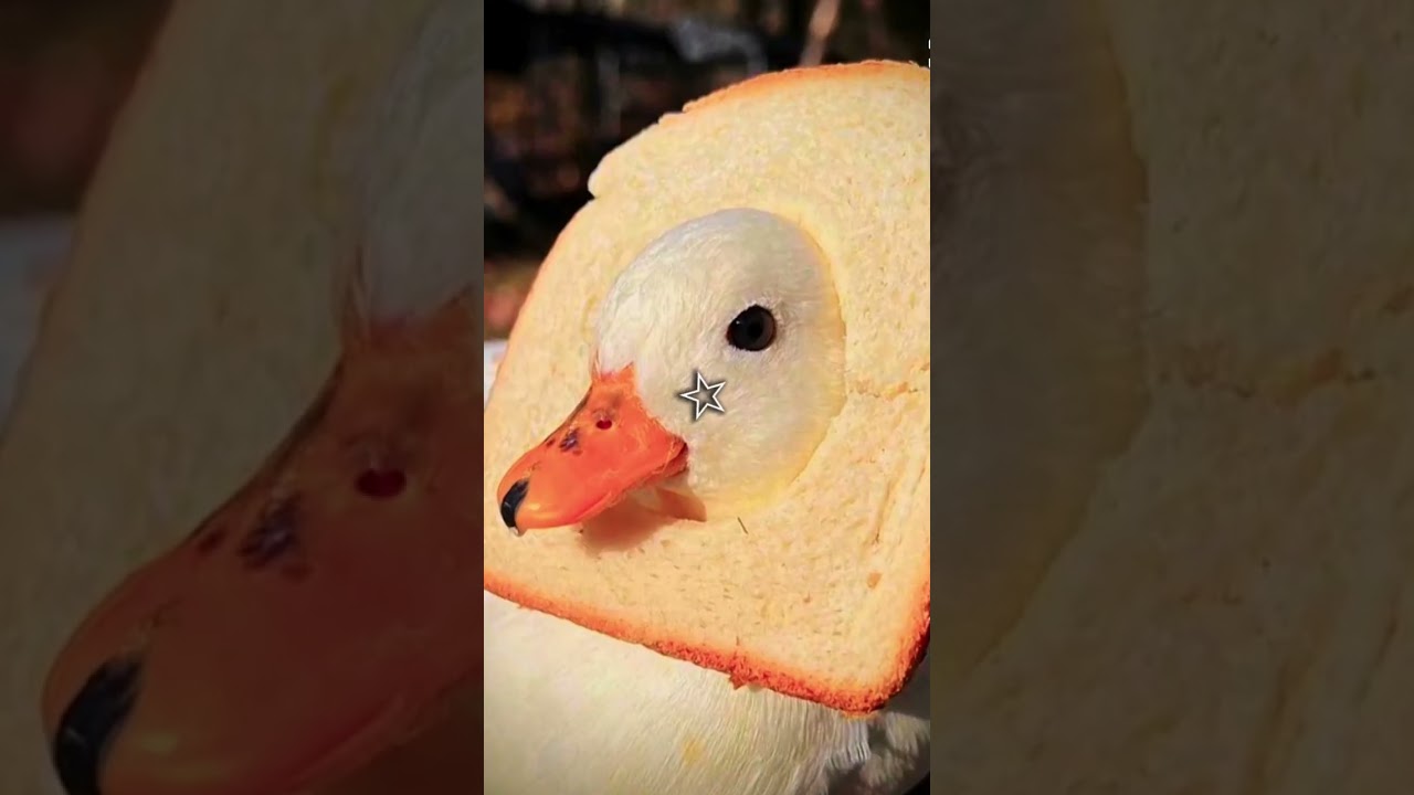 sorry I didn't have more duck pics so I used my highland cow pictures, ducks and cows are da best!!!