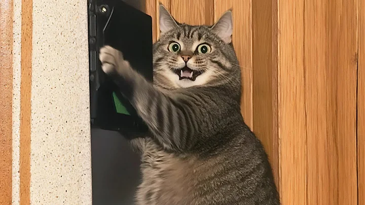 Video 11731461: cat entertainment, enjoy funny cats, laugh cat, cat pure