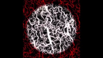 Compute Shader based on Physarum transport networks