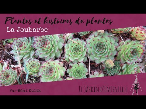 Vidéo: Qu'est-ce qu'une joubarbe en toile d'araignée : comment faire pousser une plante succulente en toile d'araignée