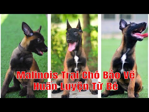 Video: Làm thế nào để bắt đầu đào tạo vâng lời Đức chăn cừu