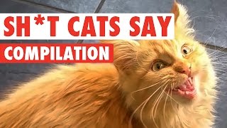 Sh*t Cats Say Video Compilation 2016