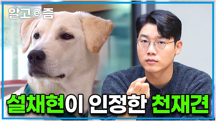 엄청난 습득력과 넘치는 애교에 설채현이 탐낸 천재견. 소형견을 물어 입양이 취소된 임시보호견┃세상에 나쁜 개는 없다┃알고e즘