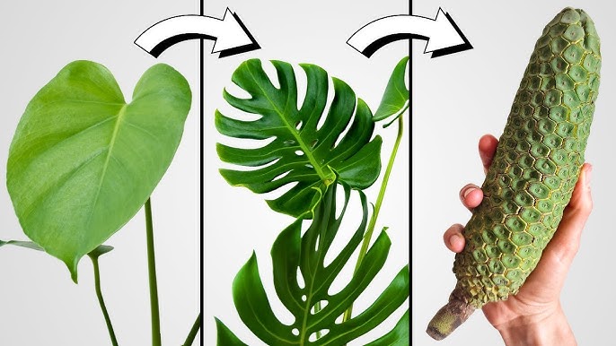 VIDEO. Jardinage : domptez votre Monstera !