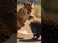 “Leopard vs Porcupine — A Painful Mistake!”