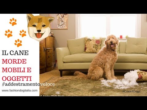 Il cane morde i mobili? Come insegnargli a non farlo #morsodelcucciolo