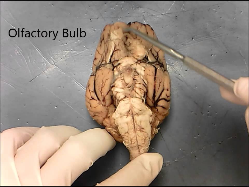 Sheep Brain Inferior View