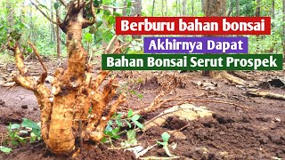 Berburu Bahan Bonsai di Alam  dapat Bahan Bonsai Serut Prospek