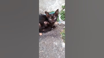 suara kucing-kucing jalanan #shorts #kucing #kucinglucu #suarakucing