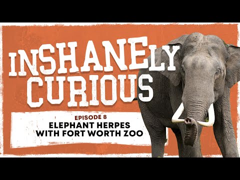 Elephant Herpes With Fort Worth Zoo | Inshanely Curious Ep 8