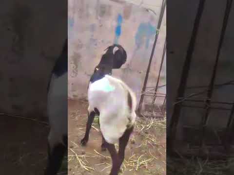 #pathanbirds#bakraeid2026 #viralvideo #