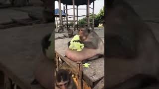 ULTRA fat monkey