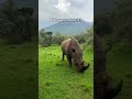 Can you name this animal? Ep09 🌍 #Shorts