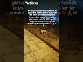 #kedi #köpekseverler #kediler #viral #viralreels #viralvideo #viralshorts #video #viralvideos #iyi