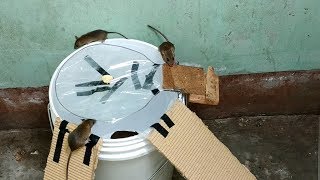 Mouse Trap,DIY make A Mouse Trap Homemade,Idea Mouse Trap,Easy Mouse Trap